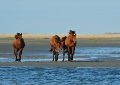 Outer Banks ponies