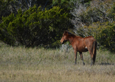 Outer Banks pony