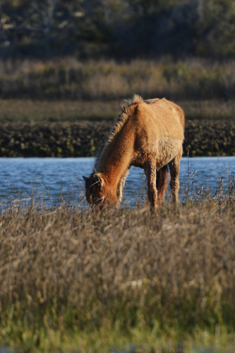 Outer Banks pony